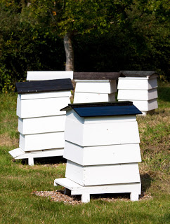 Urban Beekeeping- Time to keep your own honeybees!