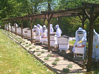 Beekeeping Course Ends, Next one in July!