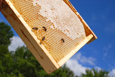 One- Day Introductory Beekeeping Session May 10th 2014. Book Now Online