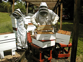 July Honey Harvest