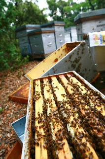 2023 LIVE BEES NUC for sale- keep your own bees