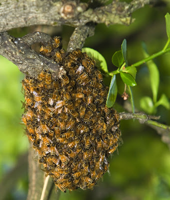 What is the difference between a Swarm and a Colony of Bees?