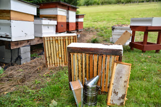 October Beekeeping Advice- Plan for next year now!