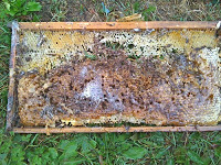 Wax moth infestation- 5 ways to prevent this.