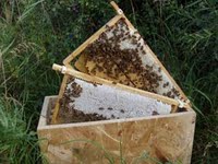 5 frame Buckfast Nuclei (live starter honeybee colony)