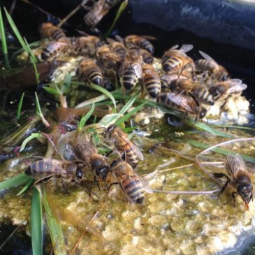 Hot days -bees need water!