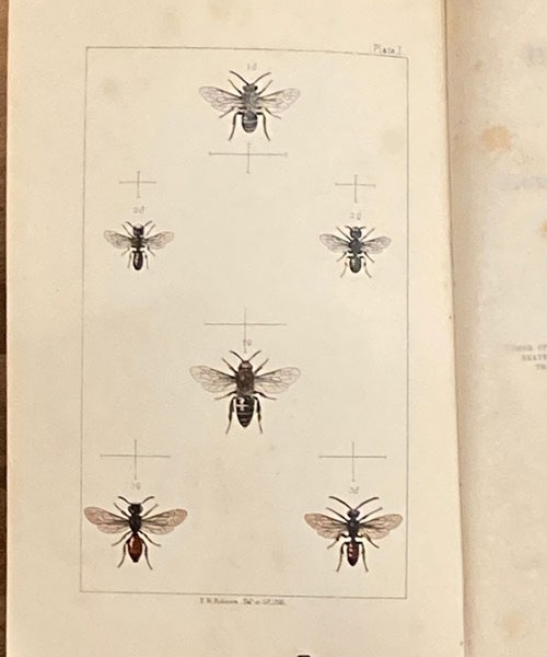 British Bees, British 1866- full 16 colour bee plates