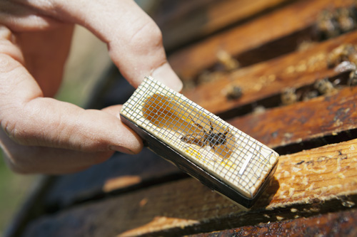 2023 Locally Bred Buckfast Mated Queen Bees for sale