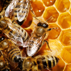 honeybees for sale